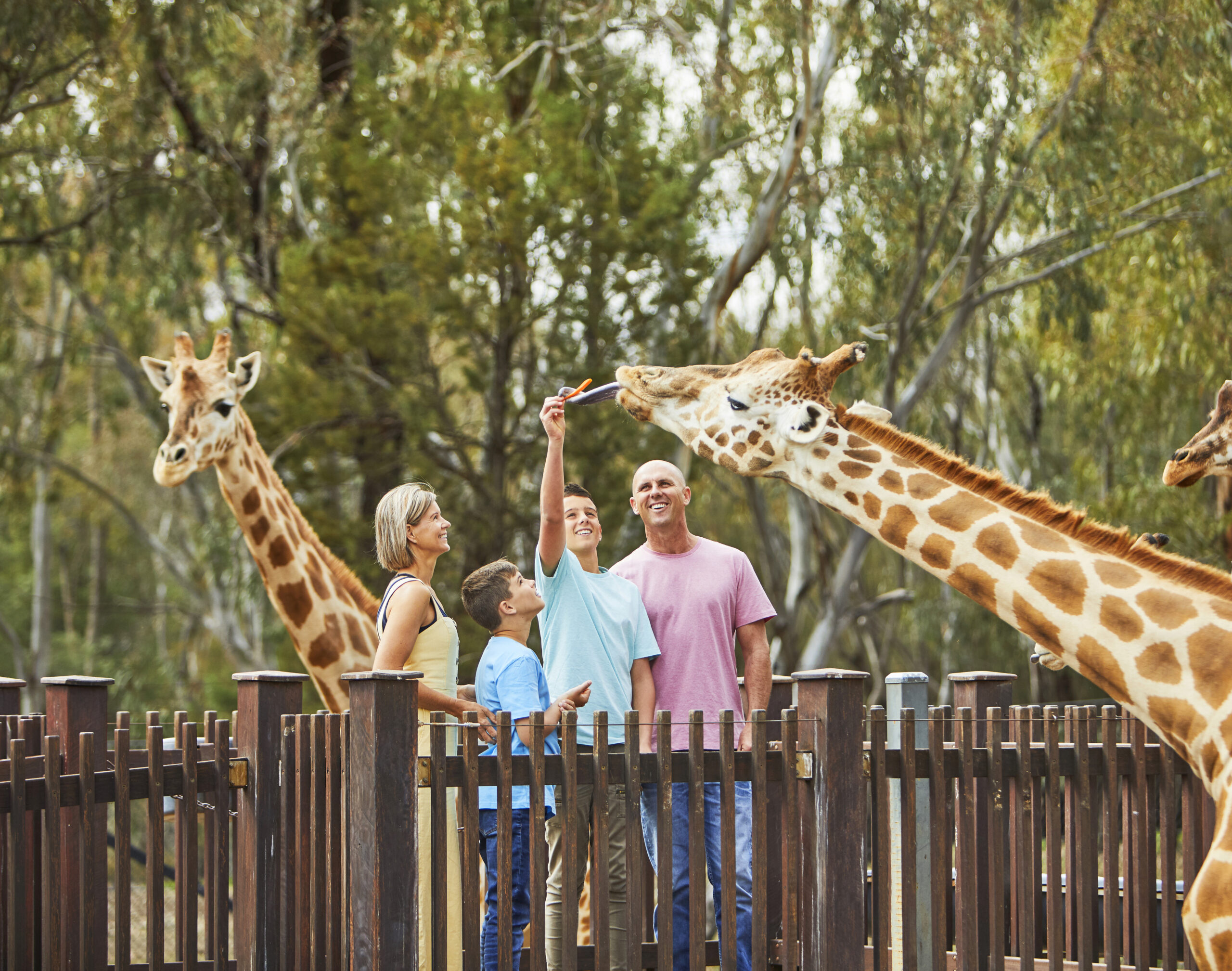 A family enjoying a giraffe encounter at Taronga Western Plains Zoo, Dubbo.