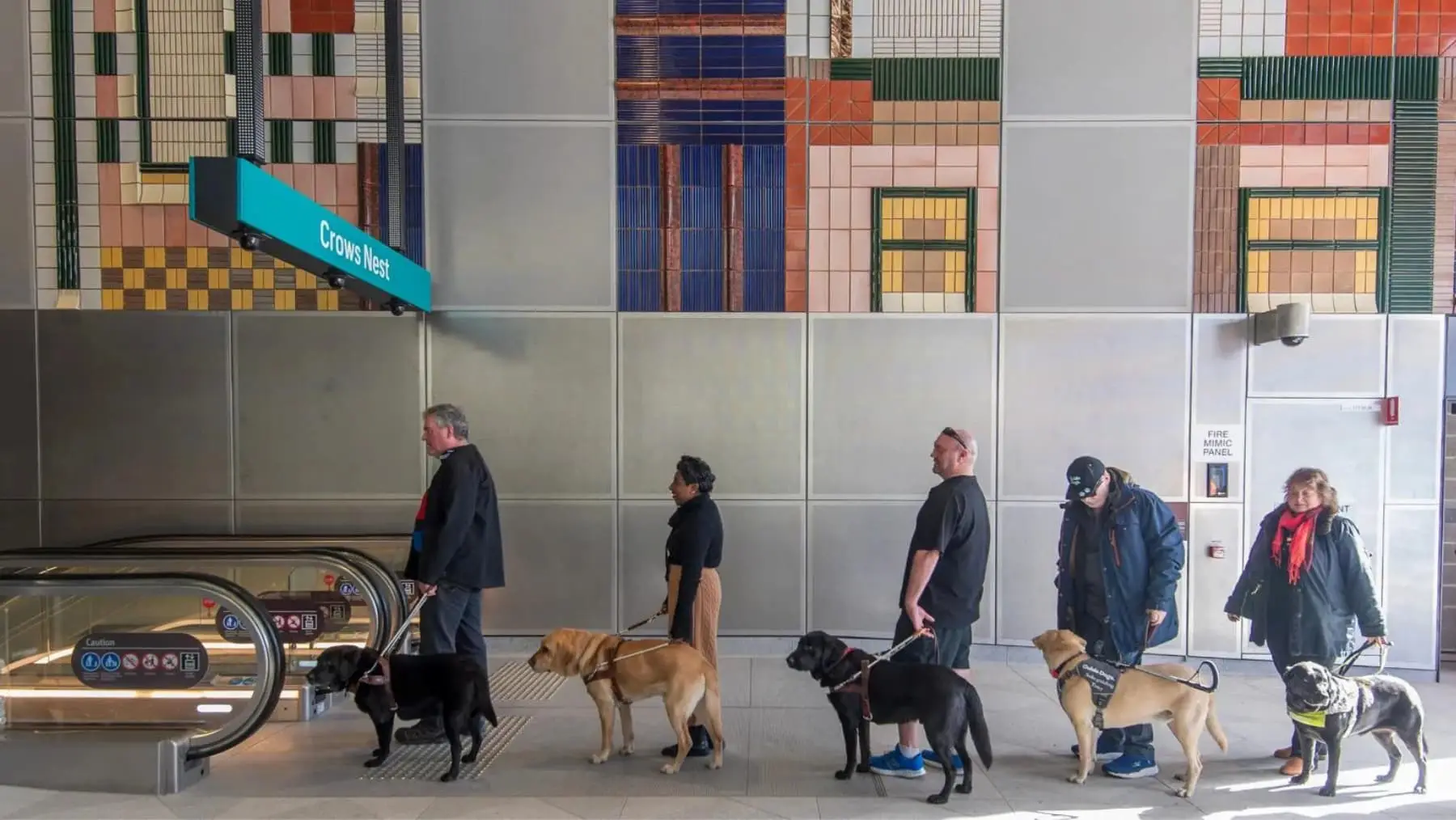 An army of guide dogs have tested Sydney Metro's accessibility features