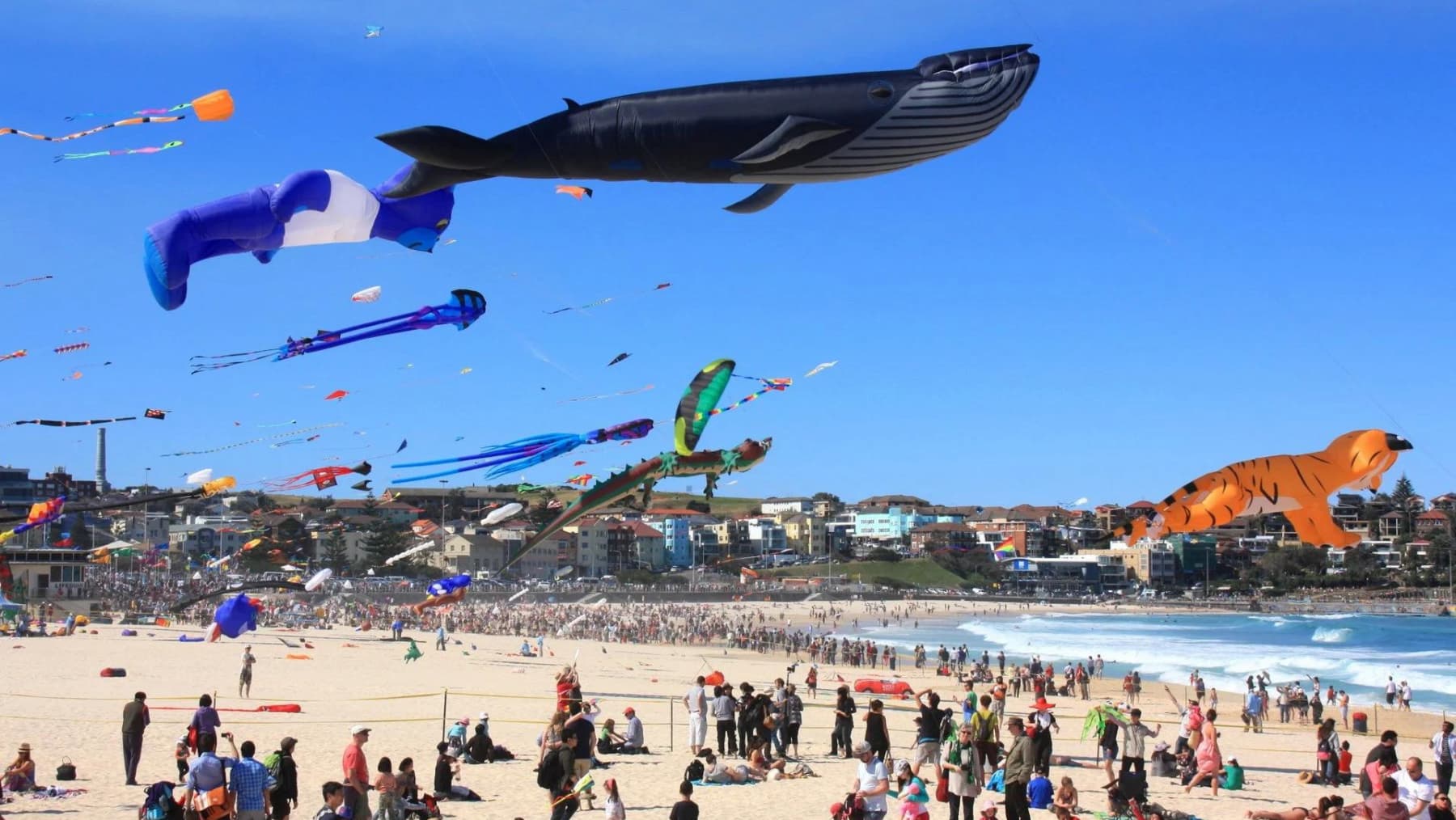 Giant Whale kite, festival of the winds, 2023