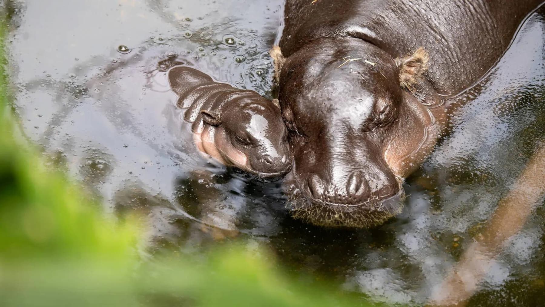 Lololi at Taronga Zoo