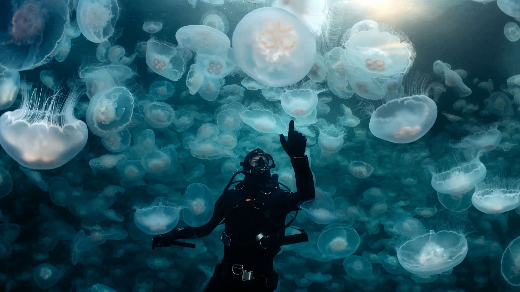 Jellyfish Bloom - Canadian Geographic Opensource