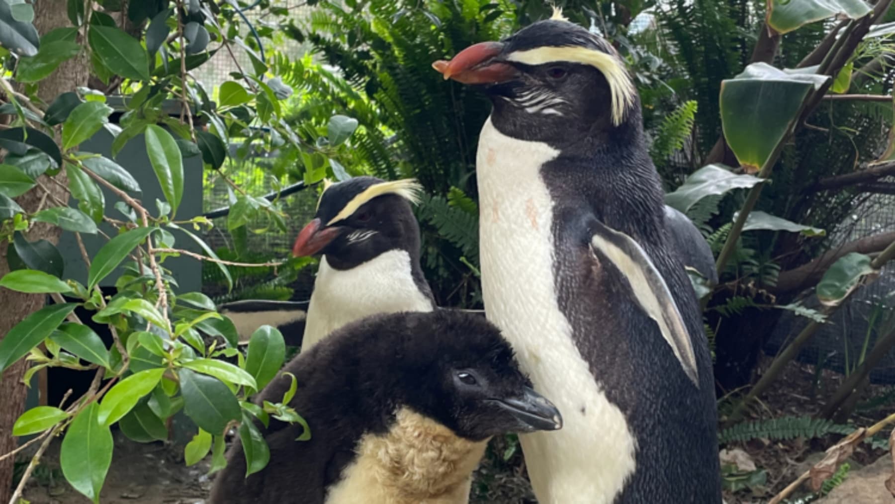 Penguins at the zoo