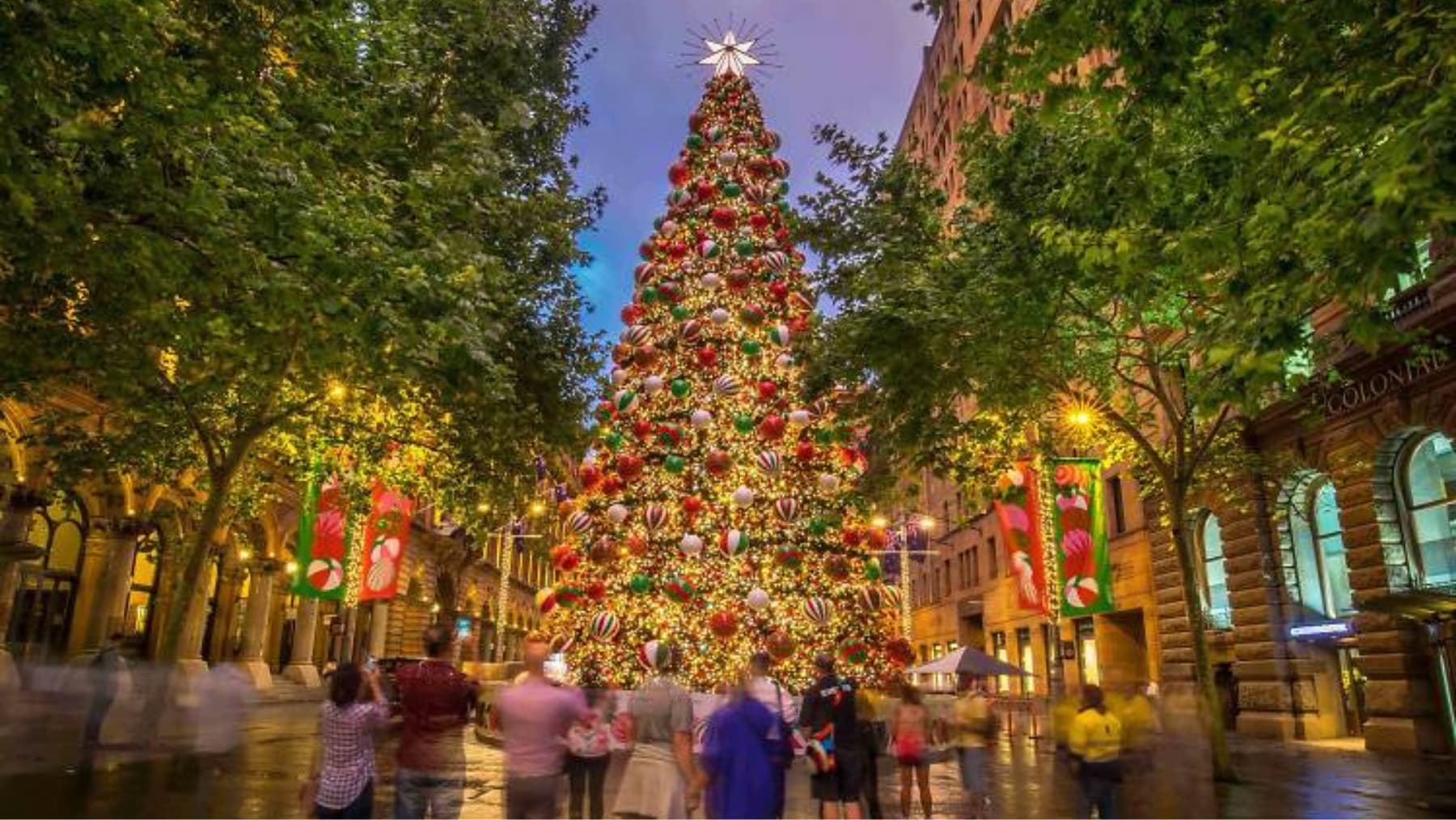 Martin Place Christmas tree in Sydney